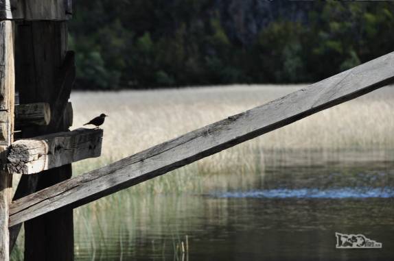 Um pequeno pássaro descansa na sombra de um pier no Parque Nacional Los Alerces, ao norte de Trevelin, na patagônia argentina